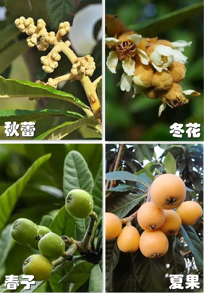 莆田枇杷，中国之最1062.png
