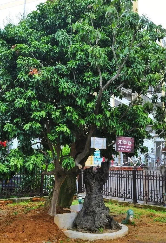 莆田荔枝，千年荔树，千年荔城1679.png