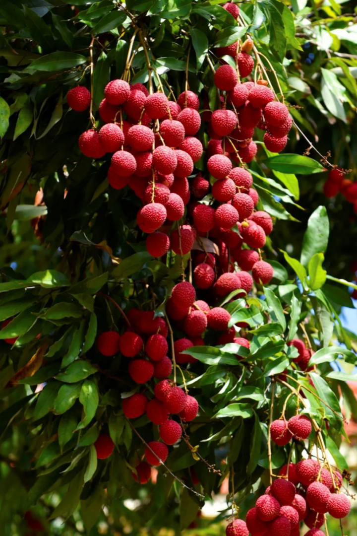 莆田荔枝，千年荔树，千年荔城1726.png