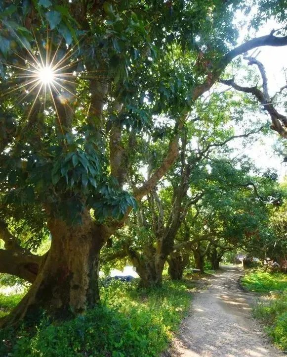 莆田荔枝，千年荔树，千年荔城2269.png