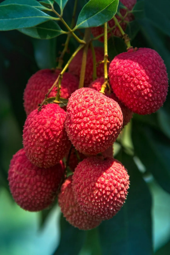 莆田荔枝，千年荔树，千年荔城2618.png